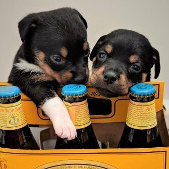 Tails & Ales 2026 - logo